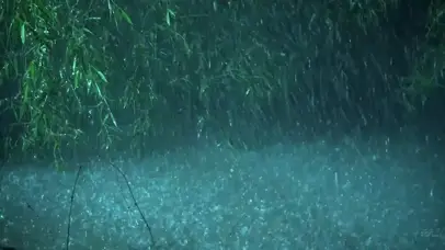 森林大雨
