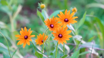 4k唯美夏日菊花鲜花花卉意境