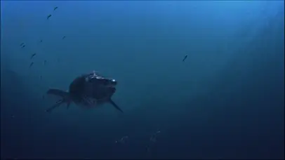 深海中的掠杀