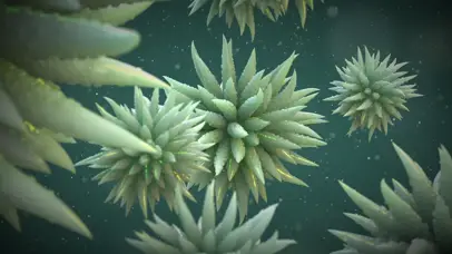 花花世界