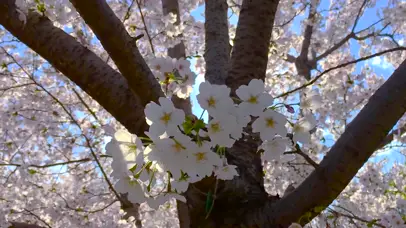 樱花