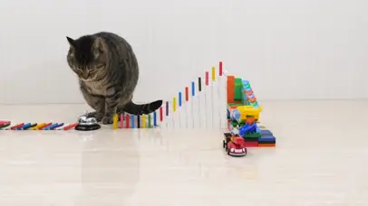 猫咪与多米诺骨牌