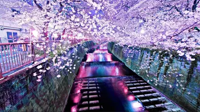 樱花梦幻小溪