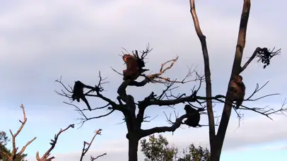 4K张家界野生猴子爬树