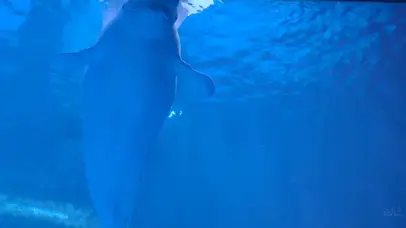 海豚
