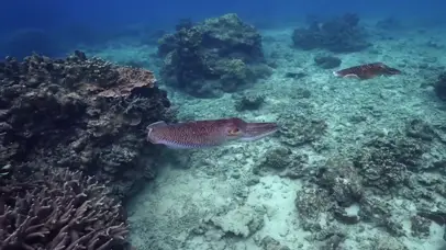 海底鱼群
