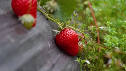4K大棚里香甜可口草莓水果
