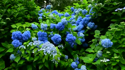 雨中护眼紫阳花