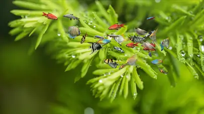 4k护眼热带鱼水族箱