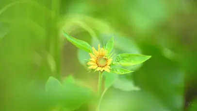 4K唯美夏日向日葵自然风景