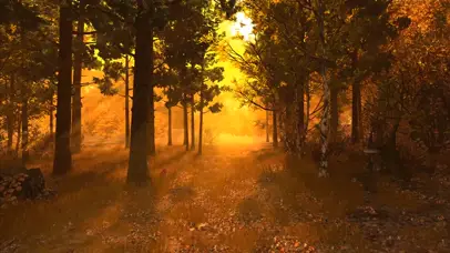 幽静的黄昏树林