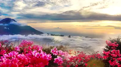 高端大气映山红