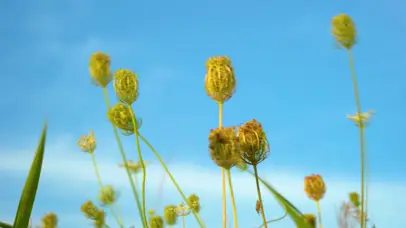 4k唯美夏日夏天夏季芦苇小清新