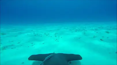 海底的鲨鱼