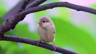 春夏绿色植物小鸟动物