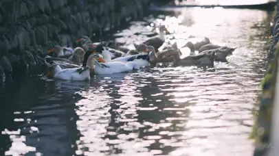 农村午后一群鸭子戏水