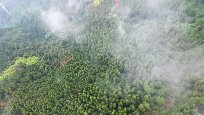 4K绿色植物生态环境云雾缭绕