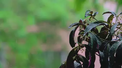 4K夏天午后下雨暴雨