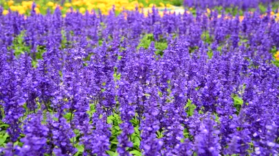 4K紫色鼠尾草薰衣草花海