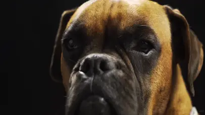 4k超清60帧-宠物狗