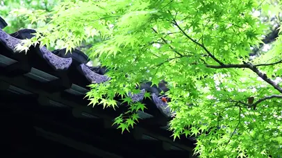 雨后