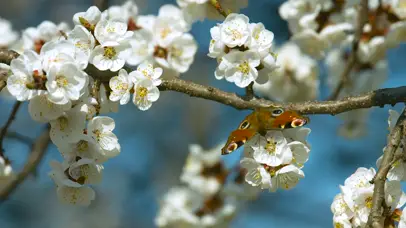 花与蝴蝶 清脆的鸟叫声
