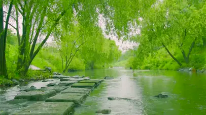 雨天绿柳河流