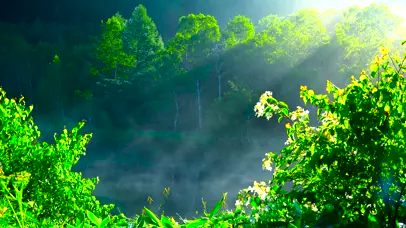 晨雾阳光鸟鸣无缝循环 