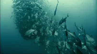 海底鱼群