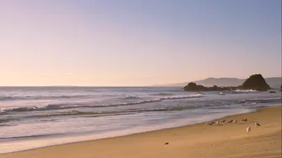 海滩上悠闲的海鸟