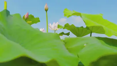 4K清新夏天荷塘荷花荷叶自然