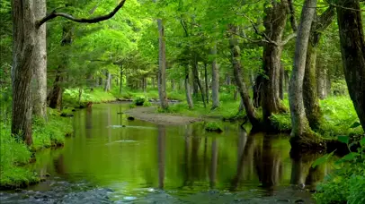 绿林流水