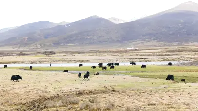 4K青藏高原天气牦牛群吃草