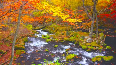 红叶树林溪水流