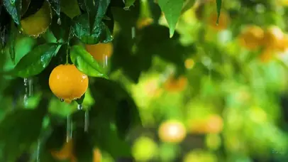 唯美雨中的橘子