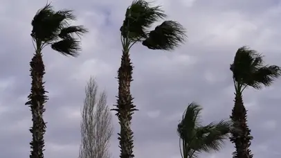 台风天的椰子树