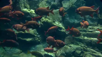 海底多彩世界高清横版2-鱼群