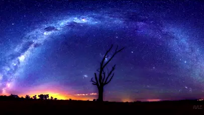 星河下的树