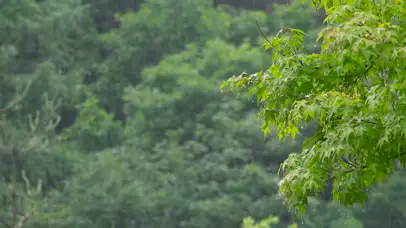 雨中绿树叶