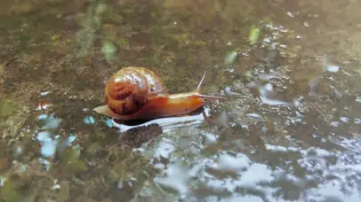 4K自然雨后意境蜗牛