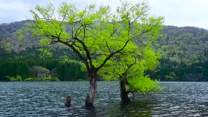 湖中绿树