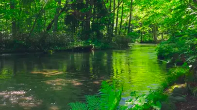 绿林间的流水
