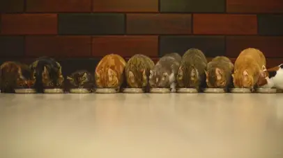 猫咪吃饭