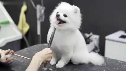 萨摩~（高清超乖卖萌视频）