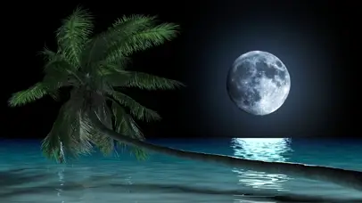 棕榈树上的圆月~