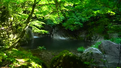 4K新绿森林溪流