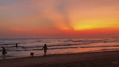 傍晚狗狗海边散步