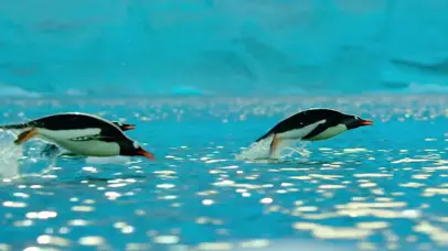 南极企鹅 跃水而出