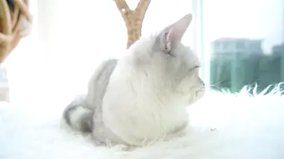 银渐层猫咪回头