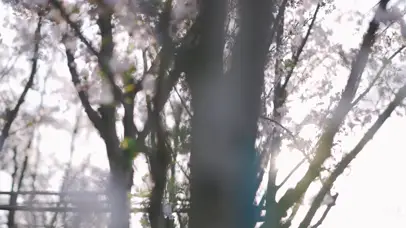 春天春日阳光下灿烂樱花